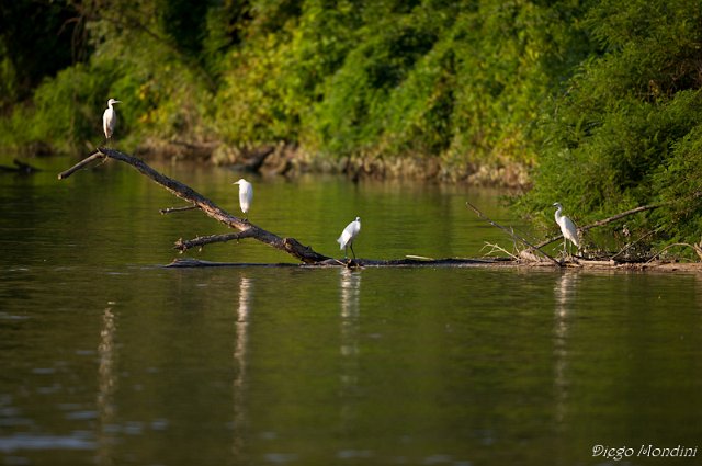 DeltaPo_Boccasette_2012lug9_dm 232.jpg